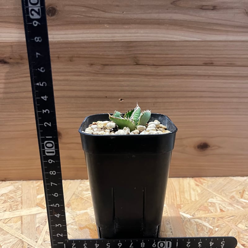 アガベ チタノタ CJ 大白鯊 | GREEN LUCK