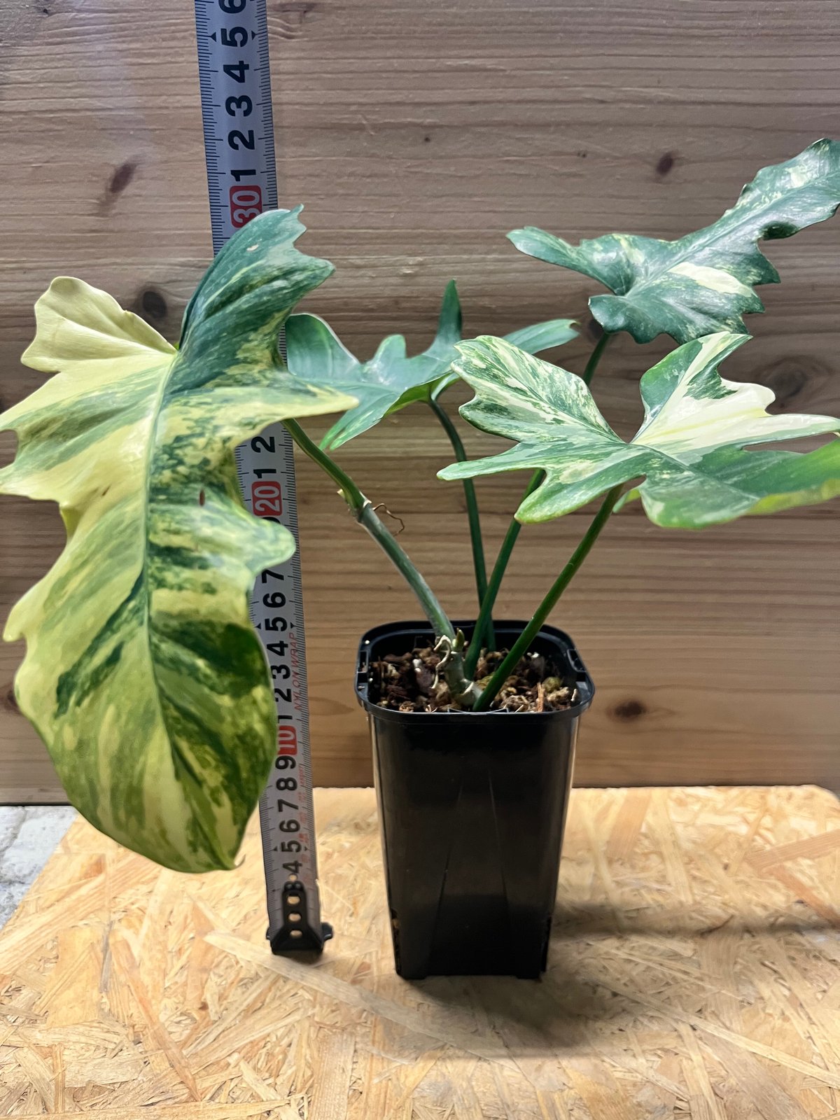 フィロデンドロン キティナ （フロリダビューティー×マヨイ） | GREEN LUCK