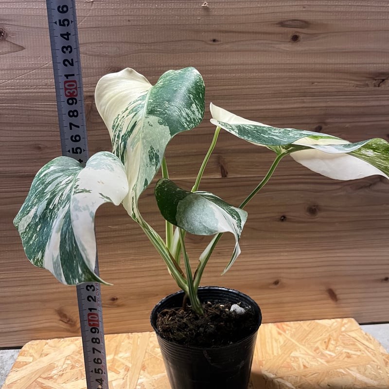 斑入りモンステラ ボルシギアナ バリエガータ 極斑タイプ | GREEN LUCK