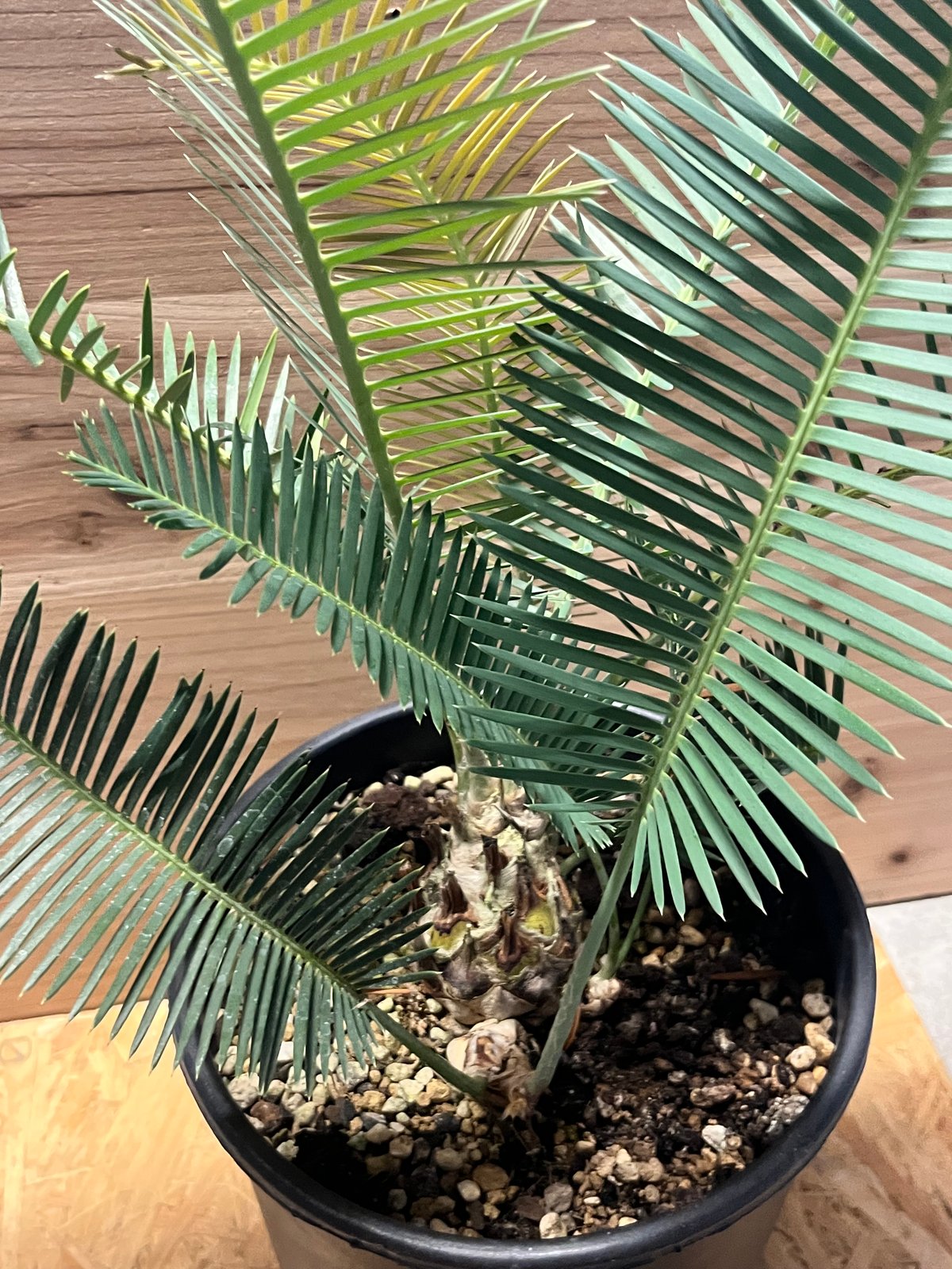 ディオーン エデュレ | GREEN LUCK