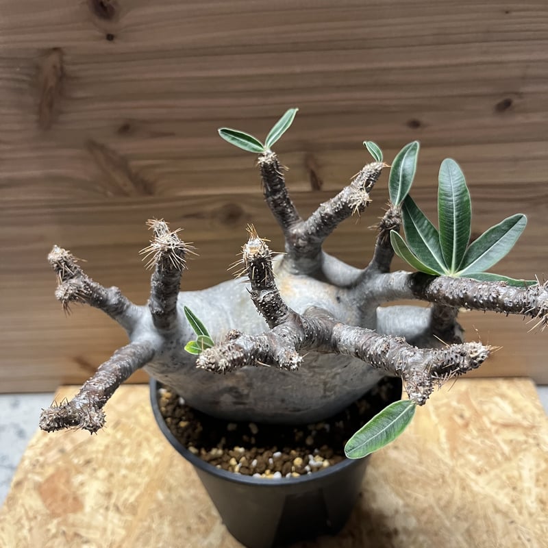 パキポディウム グラキリス 3頭 | GREEN LUCK