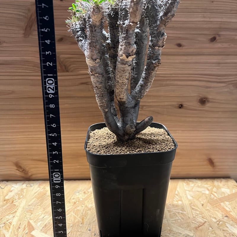 ユーフォルビア ギラウミニアナ 現地株 発根済み | GREEN LUCK