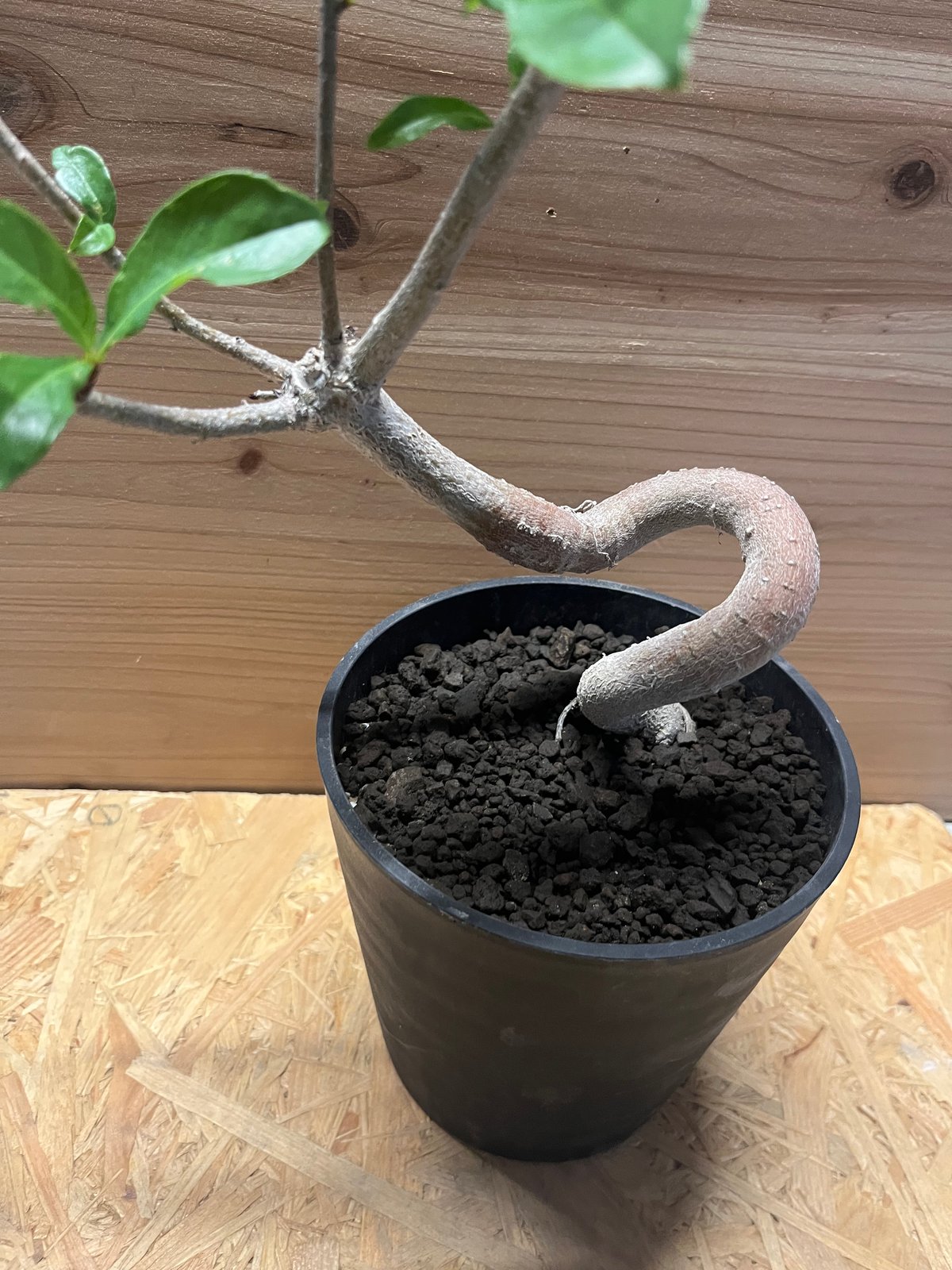 アダンソニア ディギタータ バオバブ | GREEN LUCK