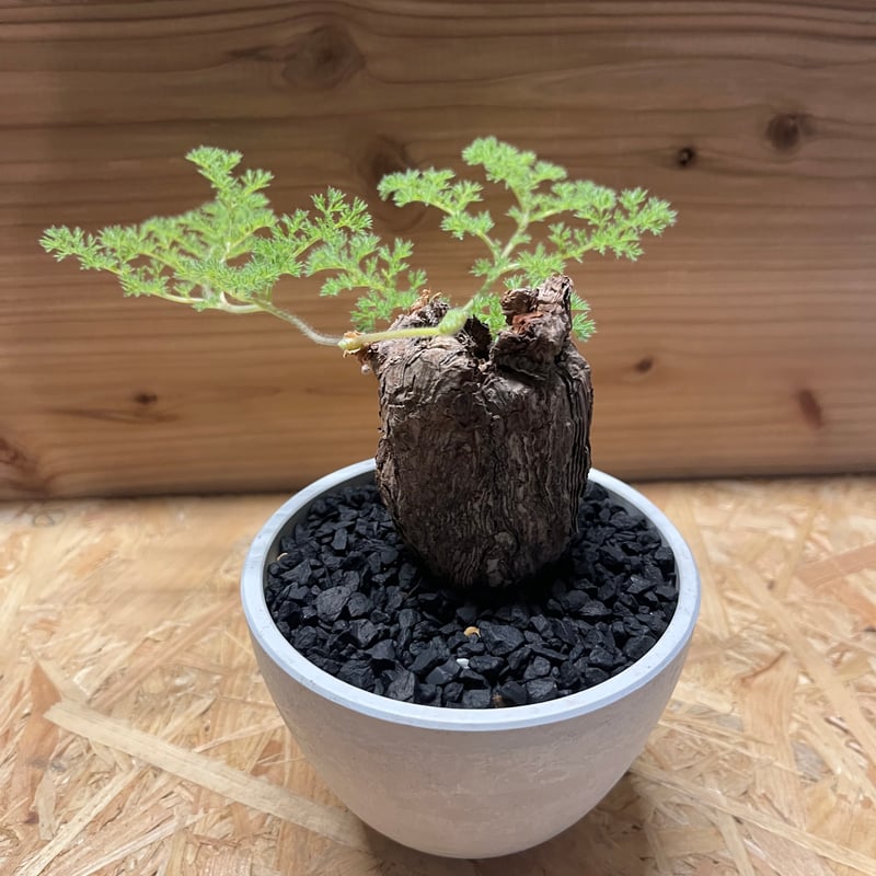 ペラルゴニウム トリステ | GREEN LUCK