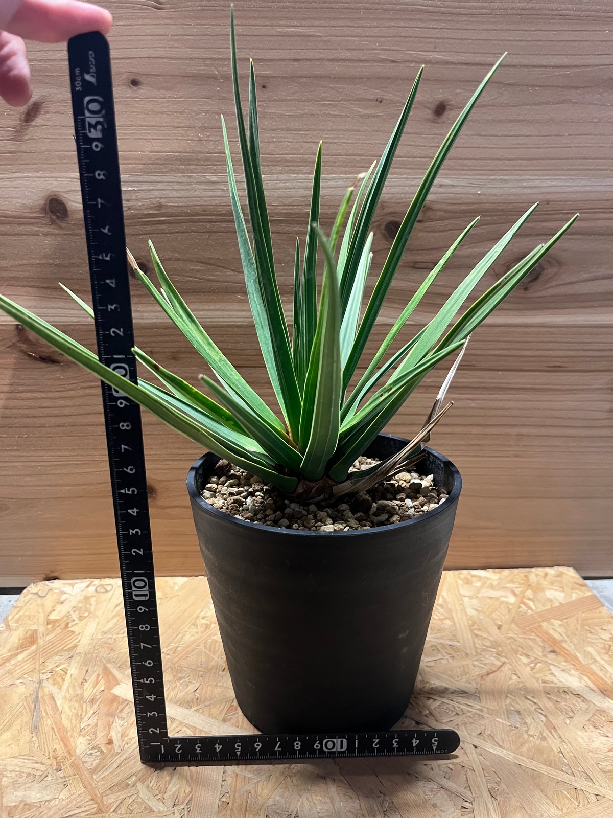 ドラセナ シナバリ | GREEN LUCK