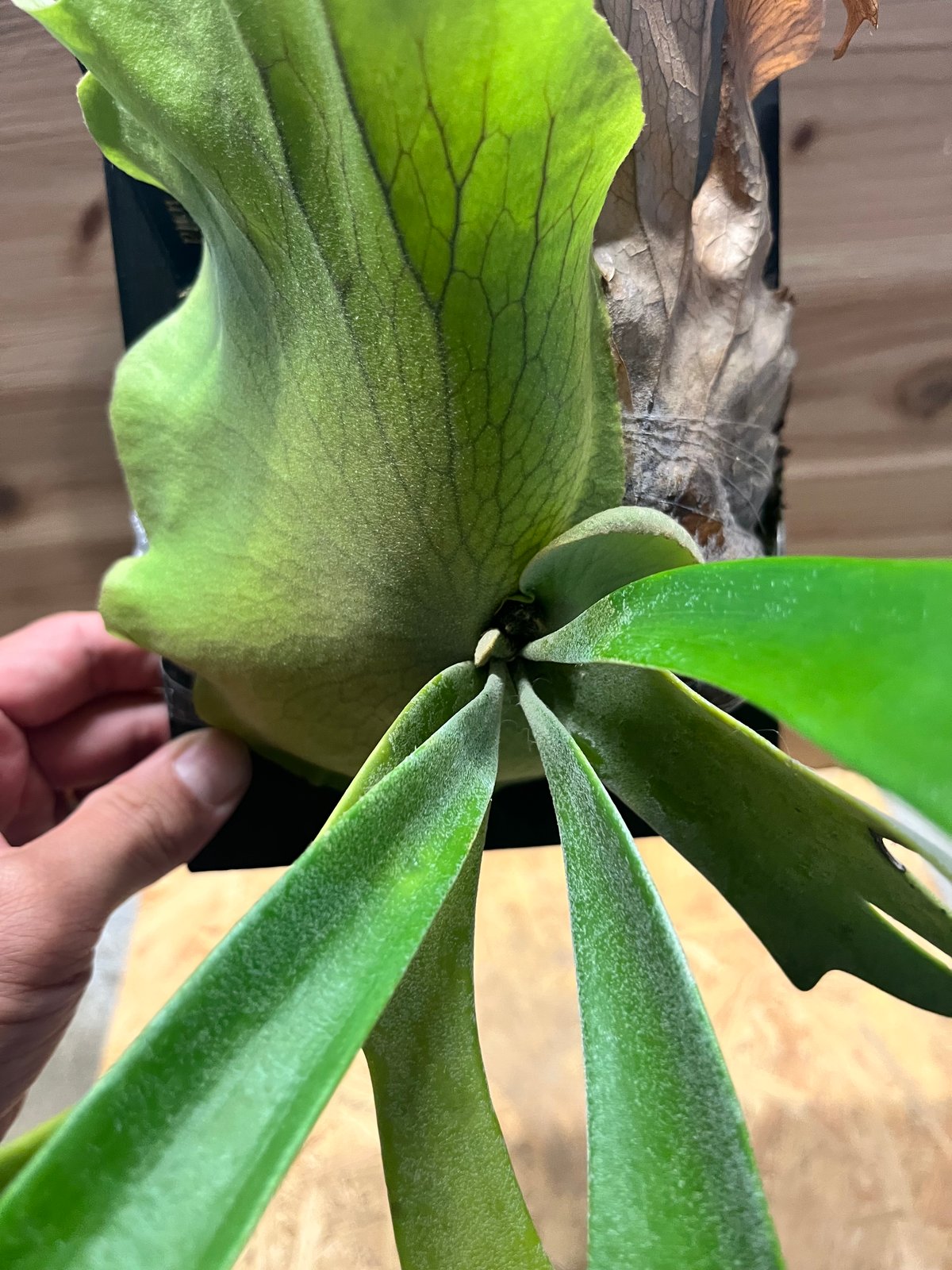 ビカクシダ ウィリンキー ワイルド | GREEN LUCK