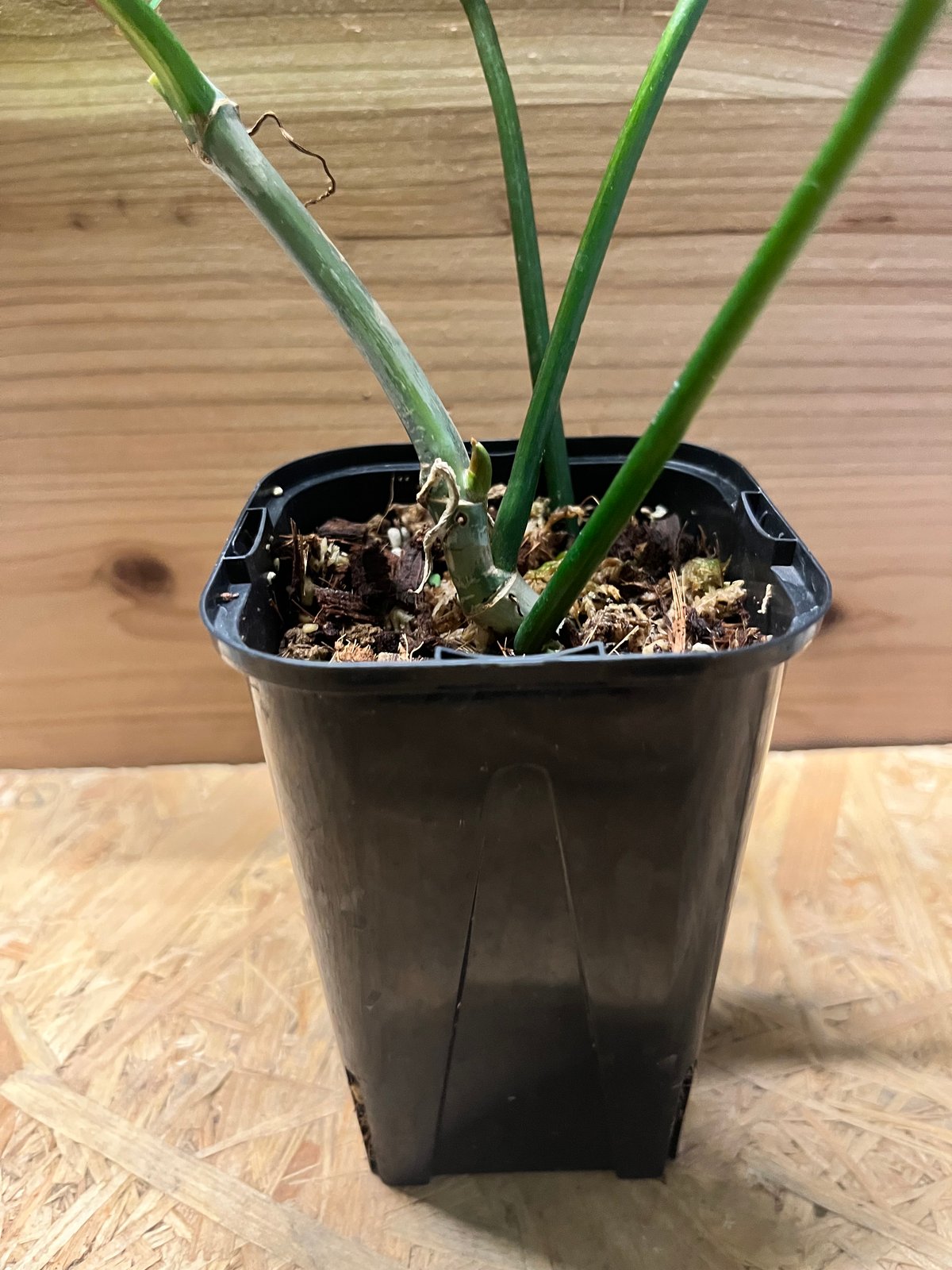 フィロデンドロン キティナ （フロリダビューティー×マヨイ） | GREEN LUCK