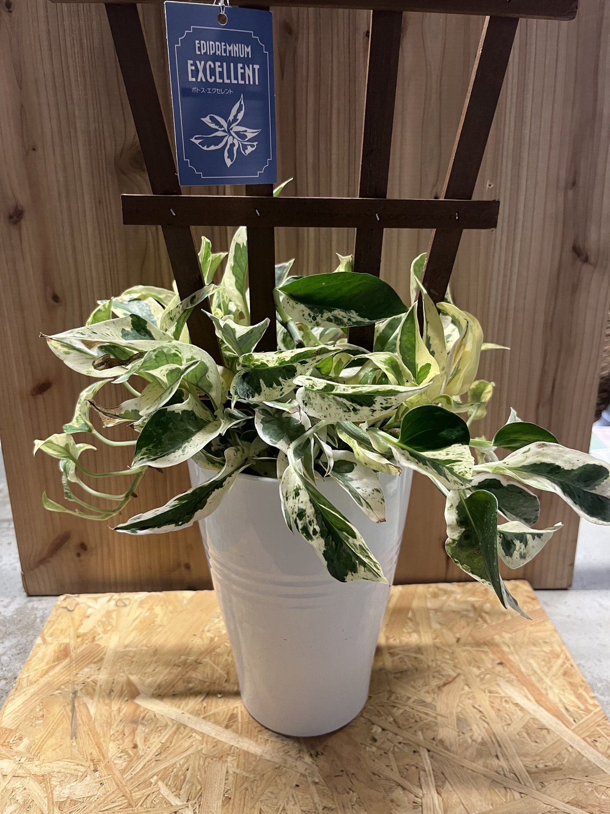 ポトス エクセレント | GREEN LUCK