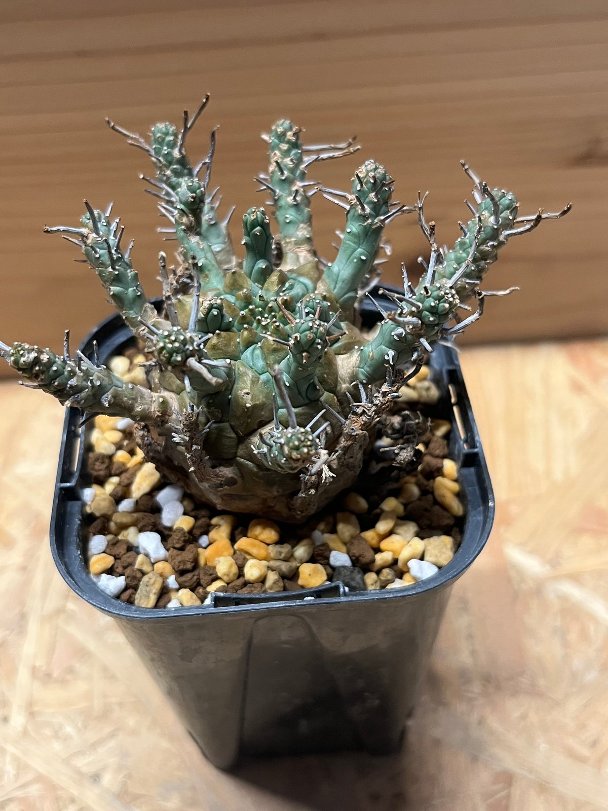 ユーフォルビア デセプタ | GREEN LUCK