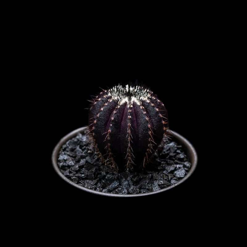 ユーベルマニア ペクチニフェラ / Uebelmannia pectinifera | Duc