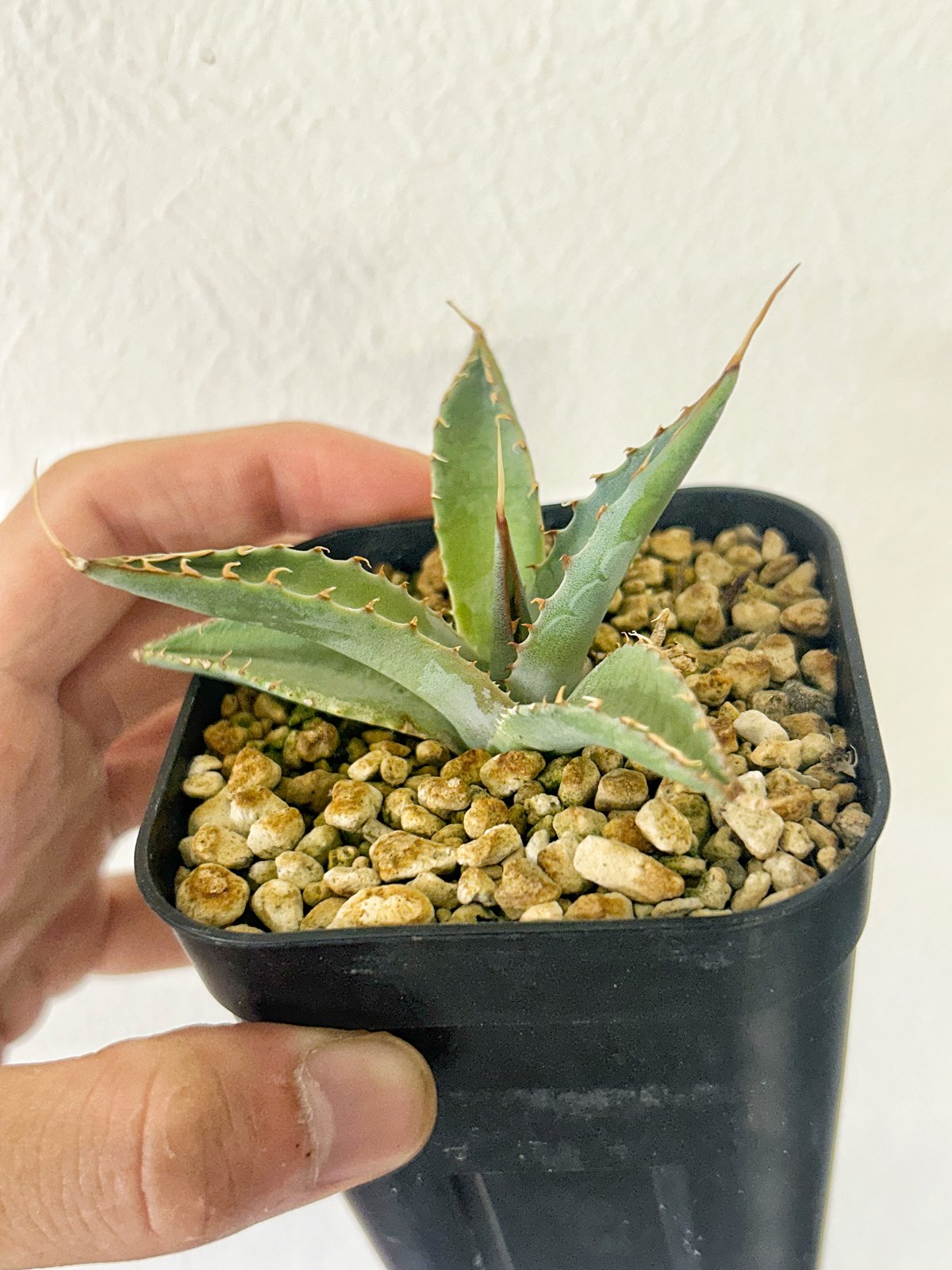 アガベ エボリスピナ×シャウィー ハイブリッド | アガベ専門店 Heart