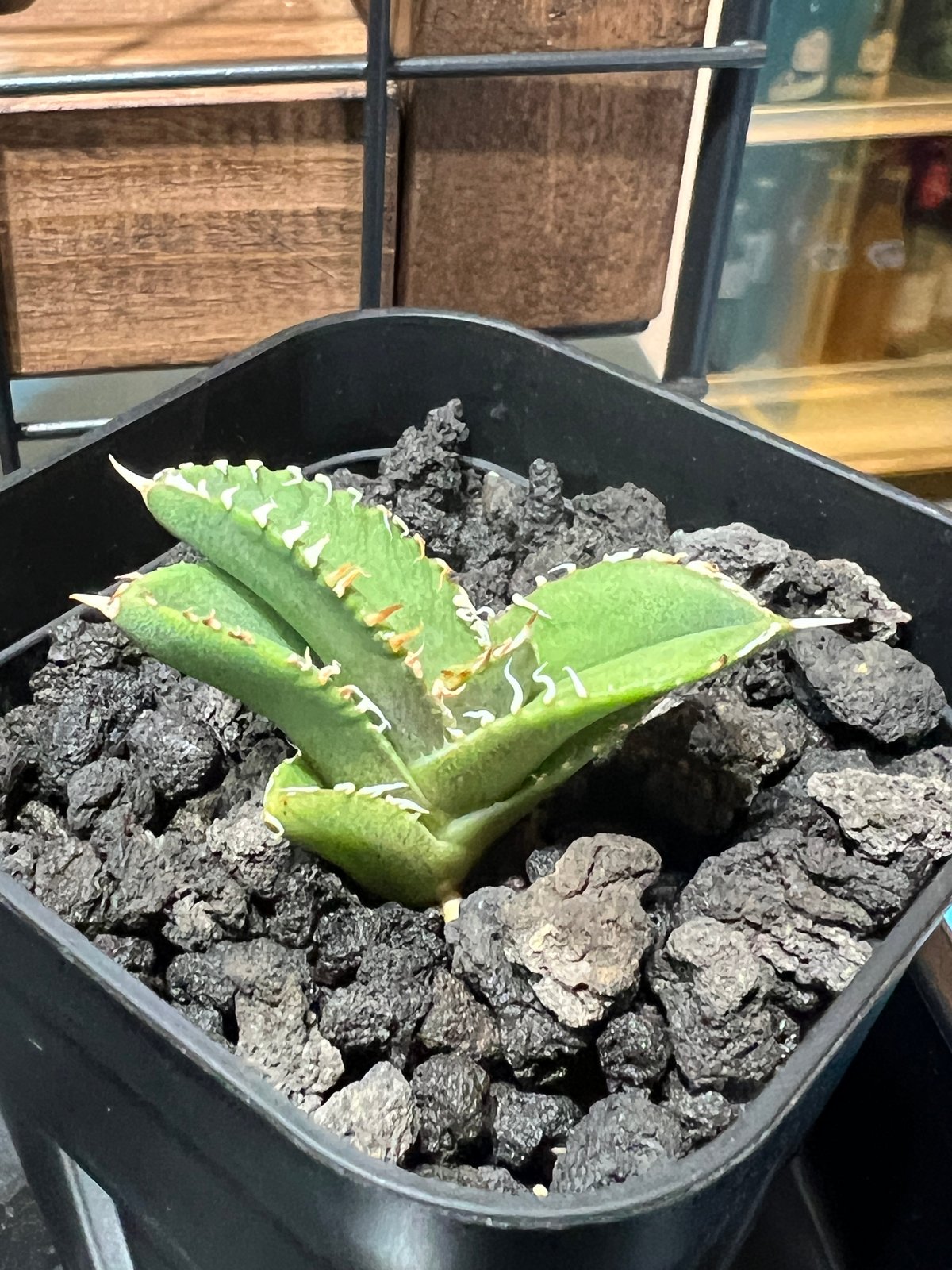 子株】 アガベ チタノタ CJ special【大白鯊タイプ】 | RAINBOW PLANTS