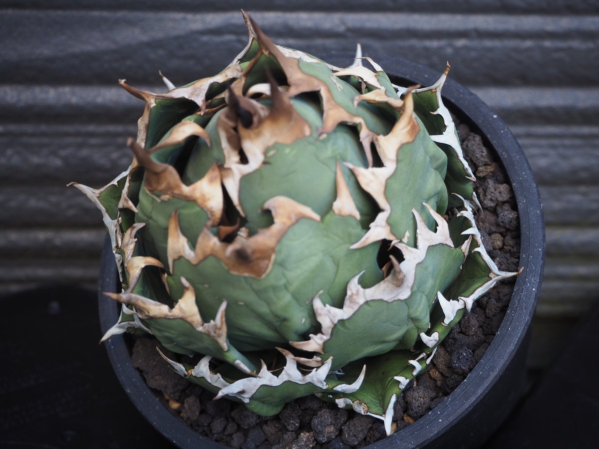 アガベ・チタノタ 姫厳竜（ボールタイプ）中-085｜agave titanota