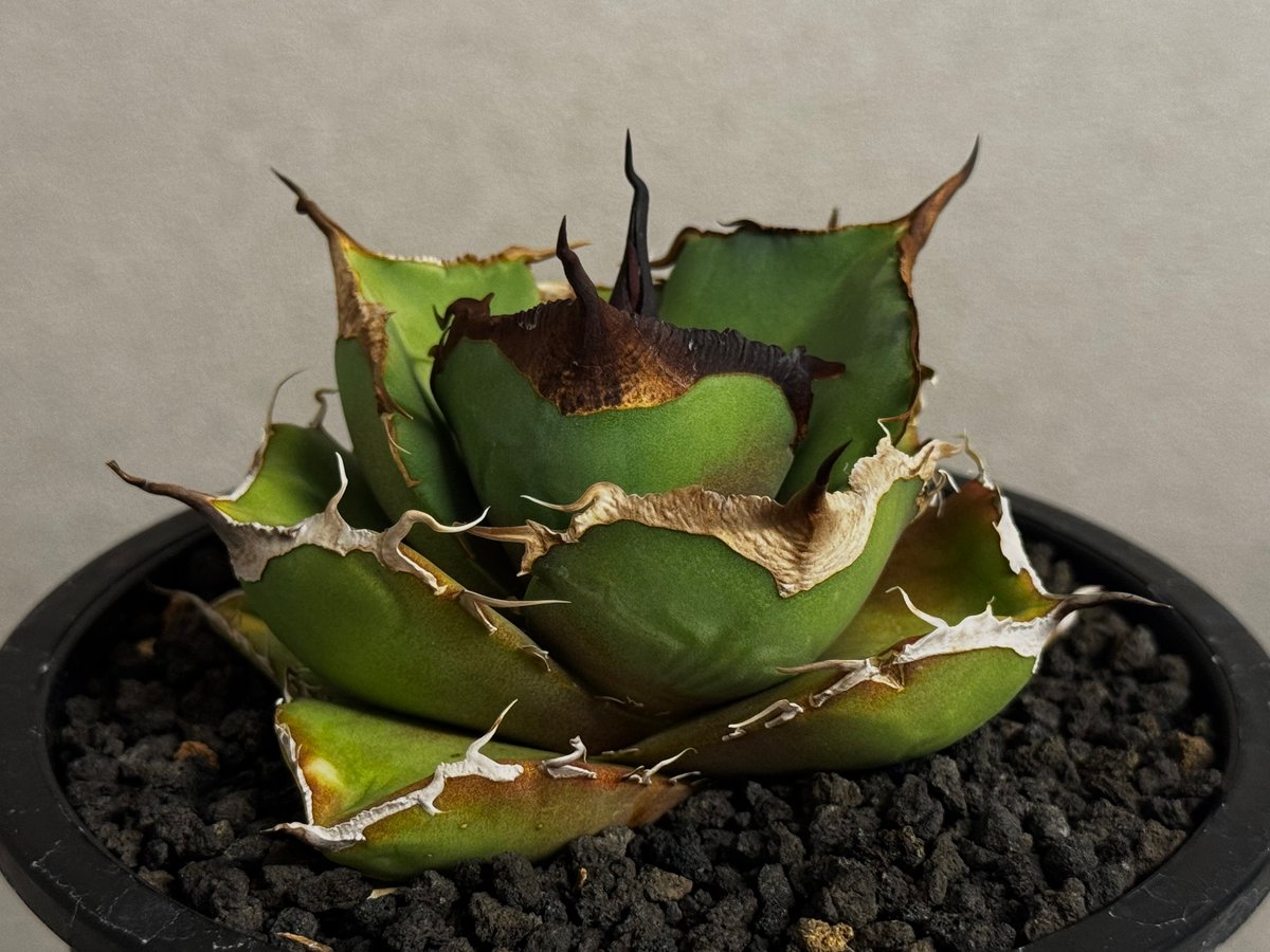 アガベ・チタノタ 黒豹（小株）-062｜agave titanota black panthe