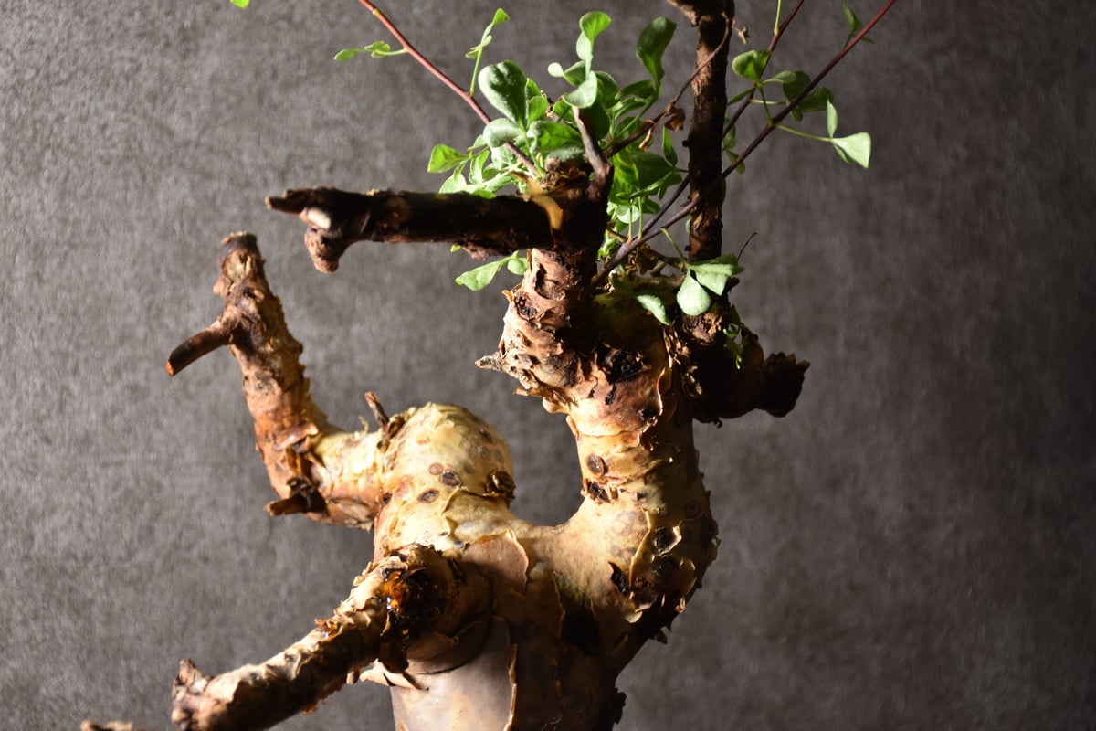 Commiphora kataf pure コミフォラ ピュアカタフ 発根済現地株 1 ソマリ