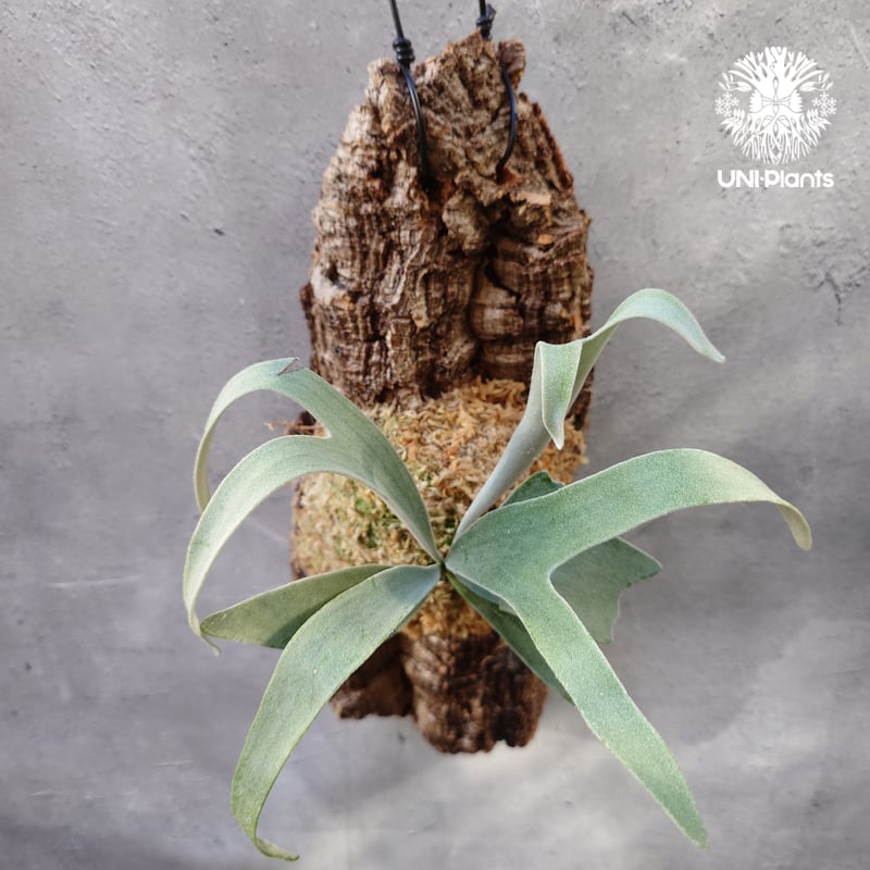 ビカクシダ ベイチー Patycerium veitchii コウモリラン ビカクシダ