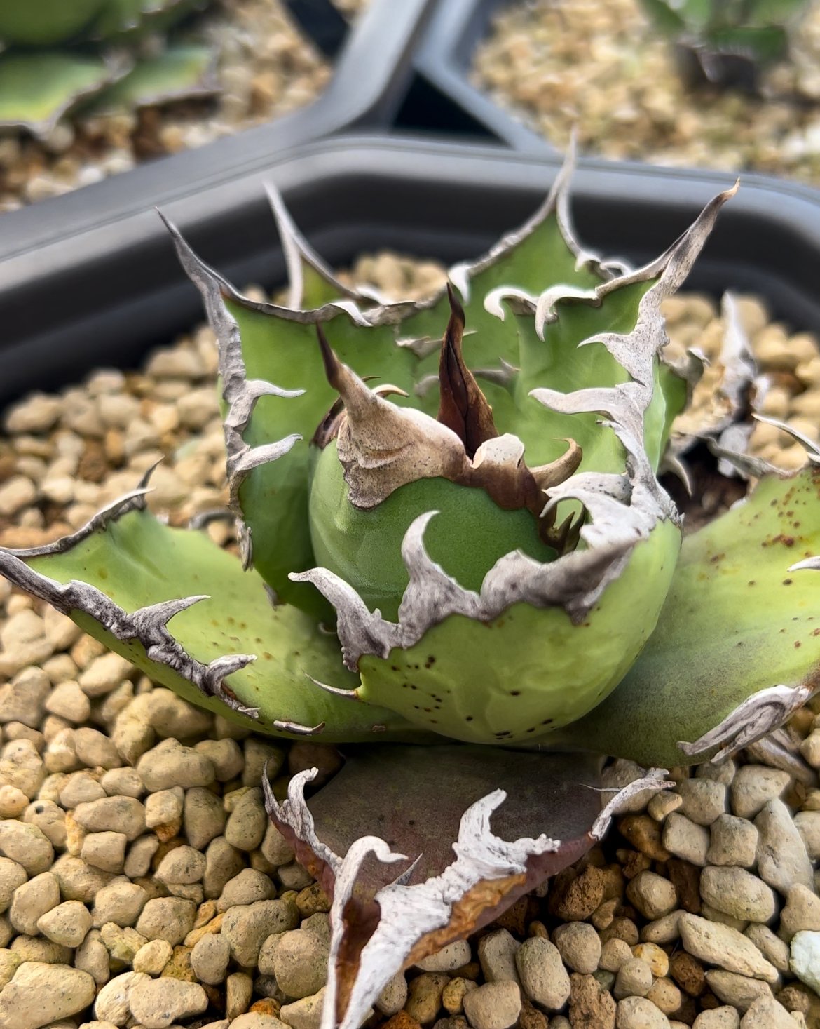 アガベ チタノタ【ヤクザシーザー】発根済み子株 | Miura Farm