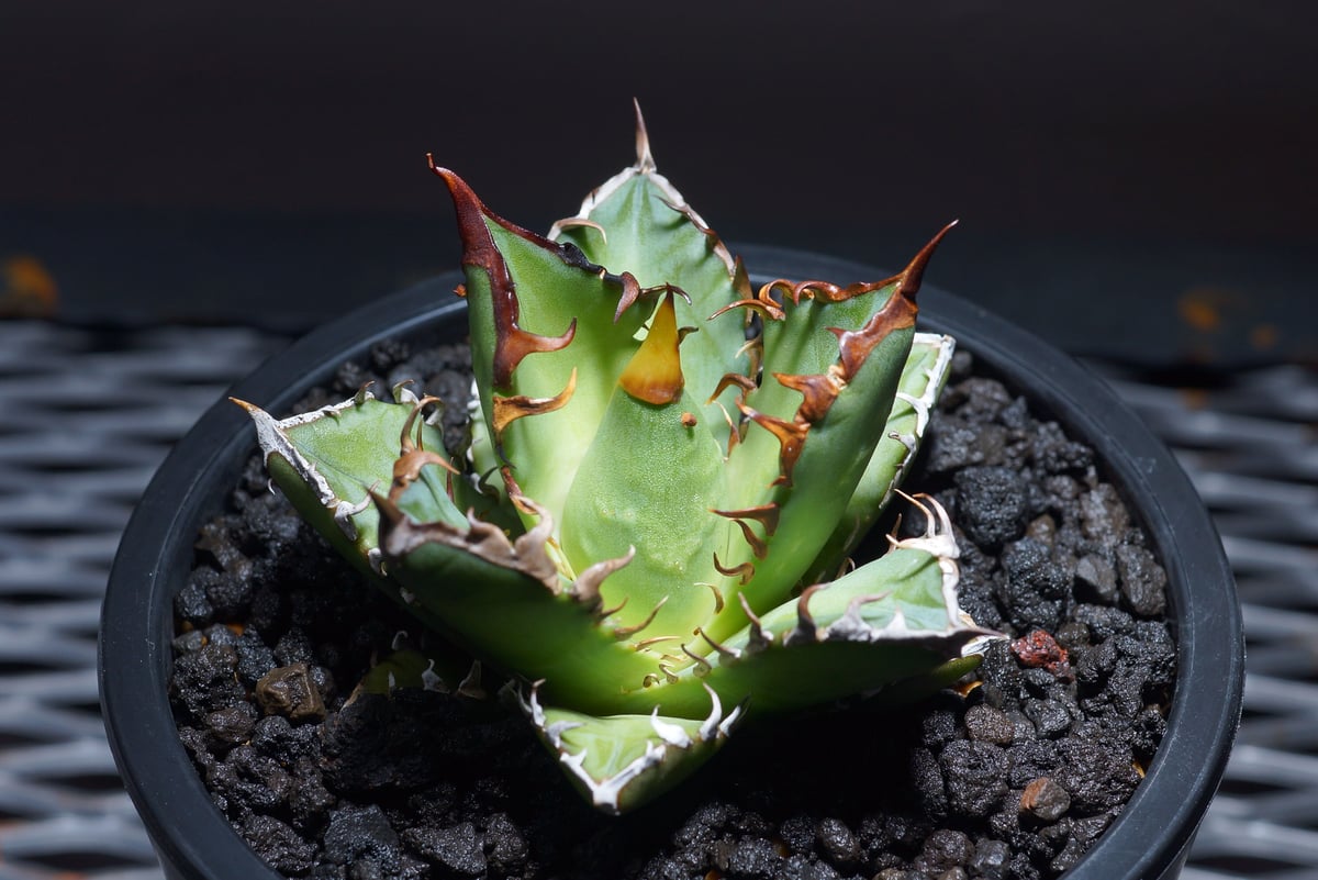 強棘選抜】アガベチタノタ Red Catweazle レッドキャットウィーズル