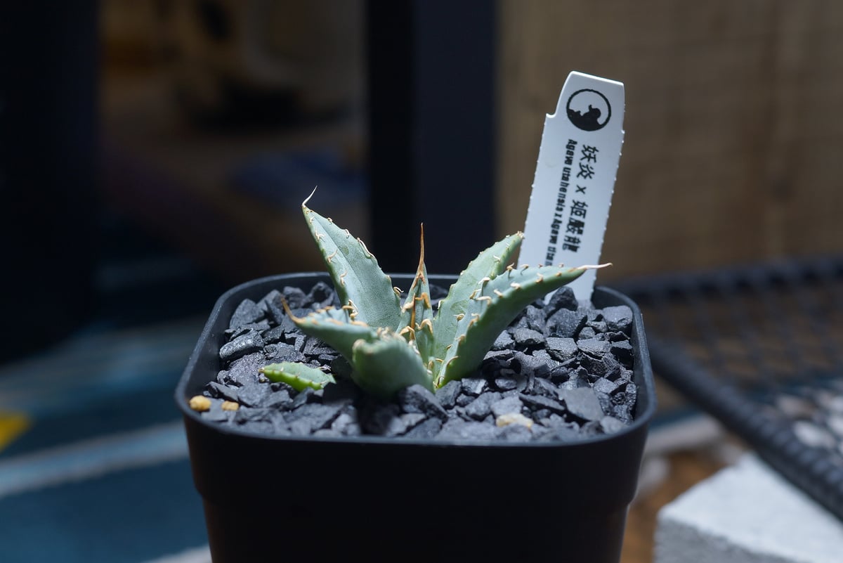 アガベ ハイブリッド 妖炎×姫厳竜/ Y×H-12 | アガベ専門店 モンスター