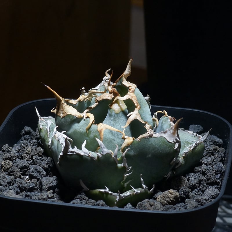 アガベ チタノタ 白鯨/ww-27 | アガベ専門店 モンスターハウス