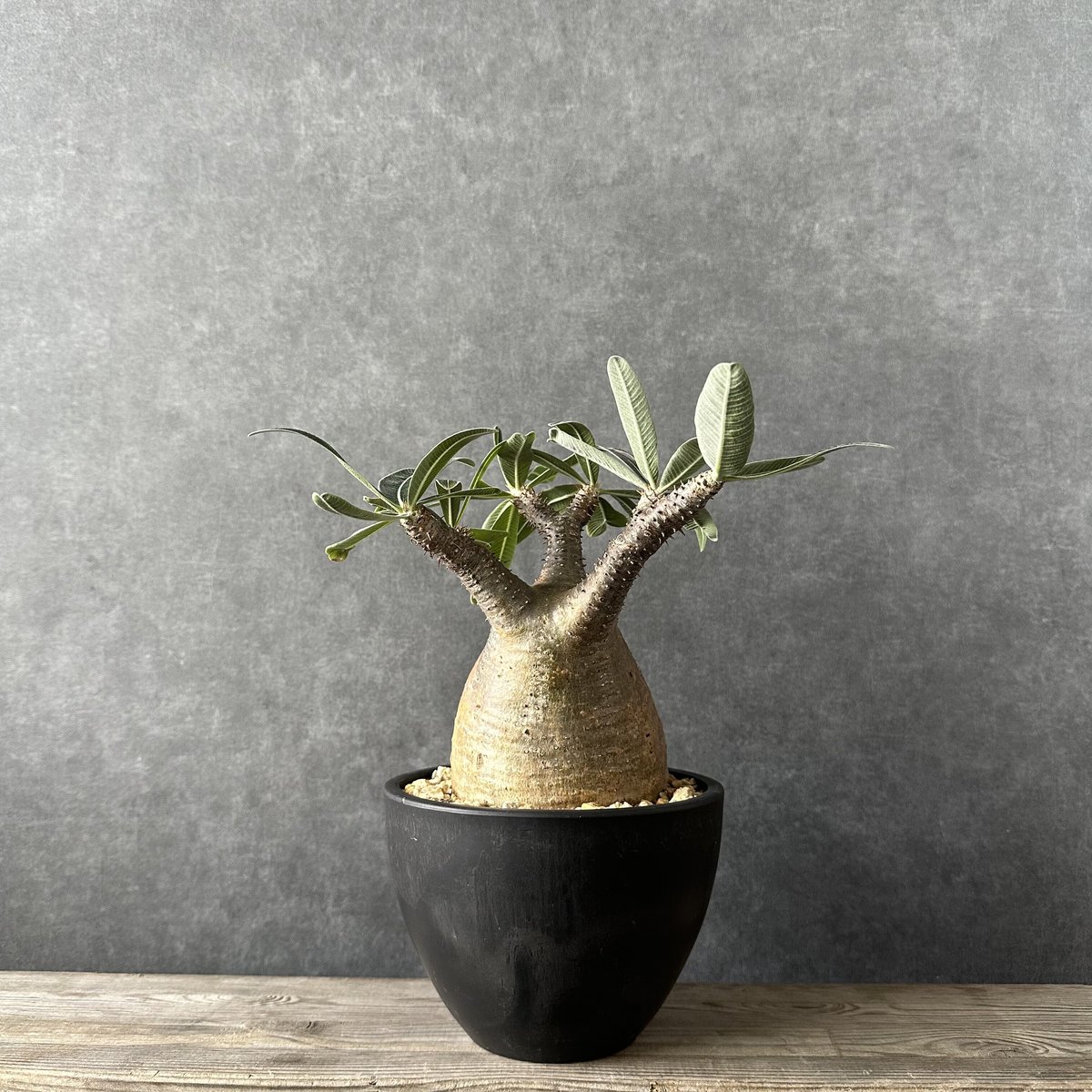 現地球・発根済】パキポディウム グラキリス 鉢付き 塊根植物