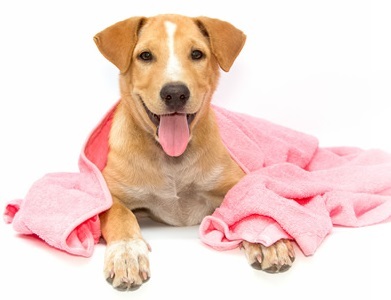 通信】ペットホテル開業講座 | ヒューマンアカデミー（通信） 通信講座