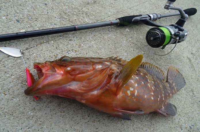 ロックフィッシュロッドの新定番！ DAIWA HRFシリーズを徹底解説