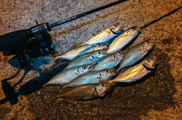 21コルトUXをインプレ！約1万円で本格的に楽しめるアジングロッド