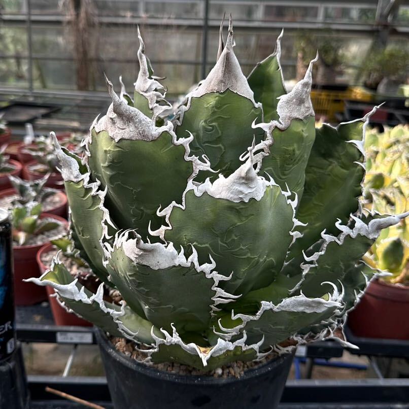 悪魔くんOC】アガベ 中株 子株セット 検】スーパーチタノタ オテロイ