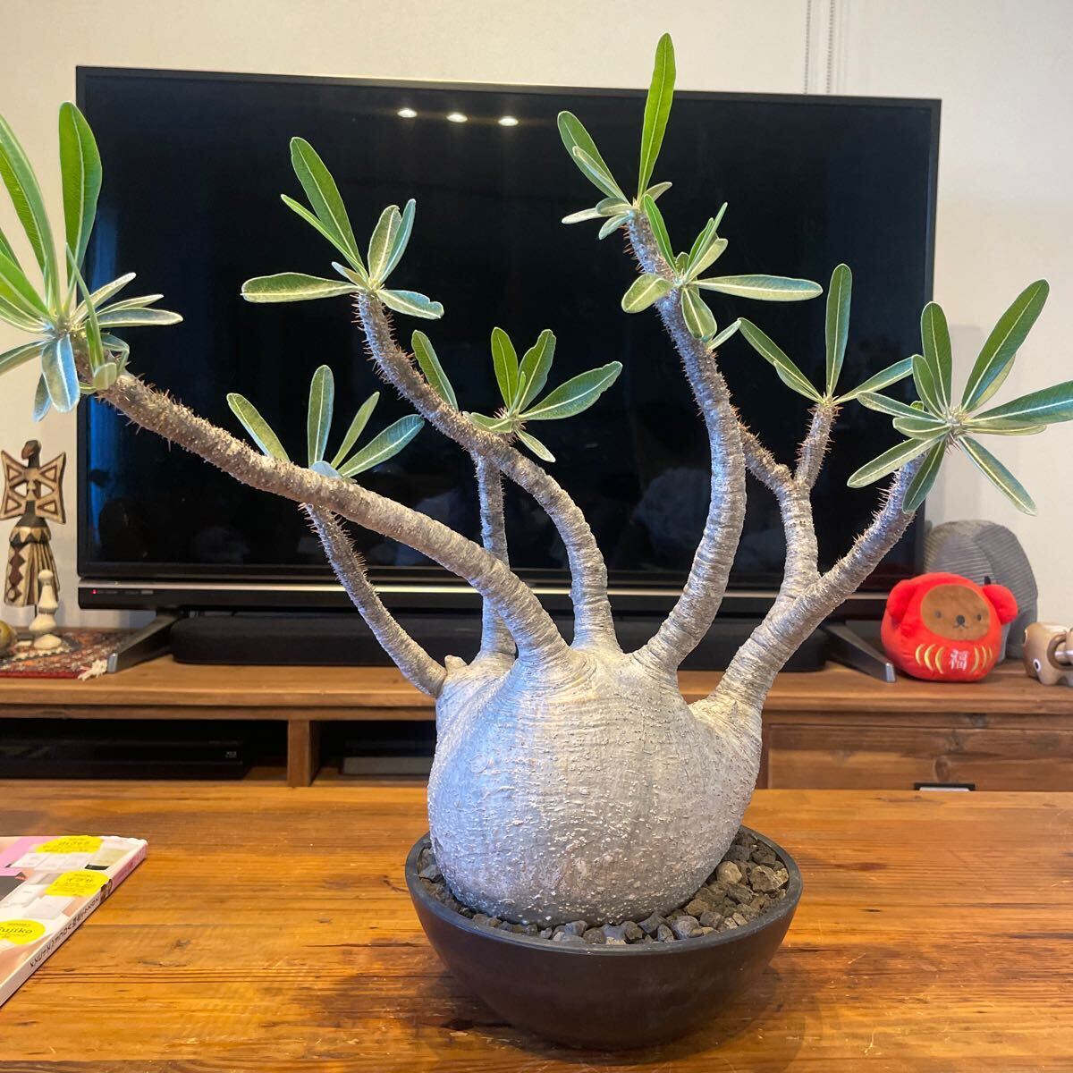 D03】パキポディウムグラキリス 発根済 現地球 現地株 塊根植物