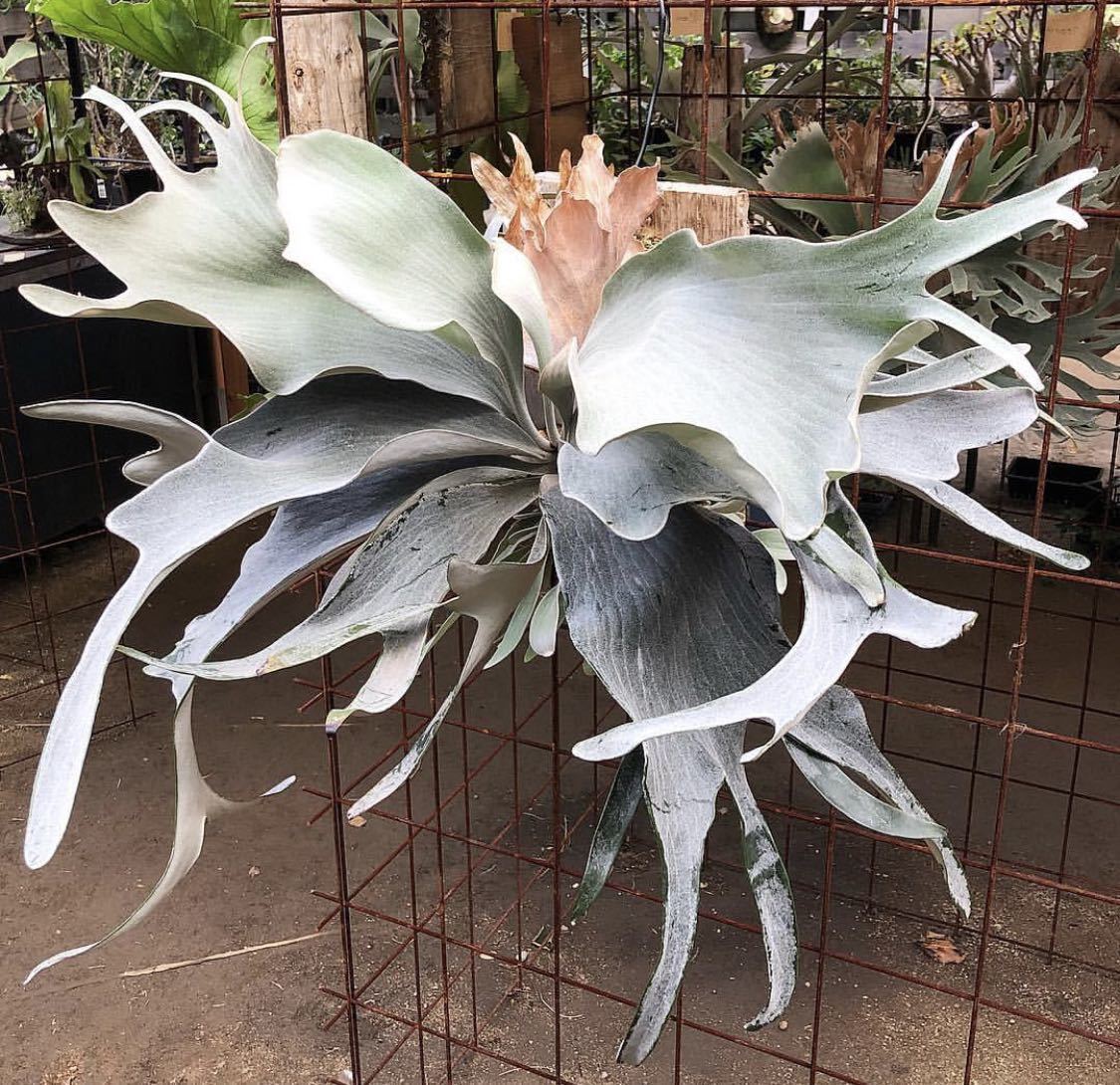 ビカクシダ オモ（）OC親株 Platycerium 'OMO'⁄ビカクシダ