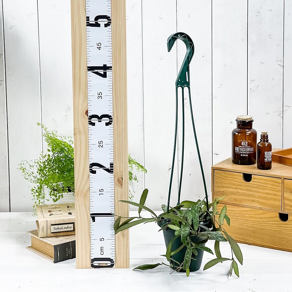 PLANCHU 観葉植物 ホヤ シギラティス 4号吊り鉢 育て方説明書付き Hoya