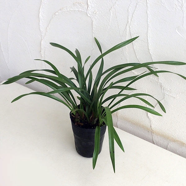 園芸ネット本店｜シンビジューム：金稜辺（キンリョウヘン）4号ポット