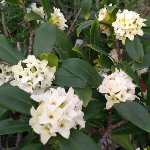 園芸ネット本店｜ジンチョウゲ（沈丁花）：白花4.5～5号ポット の通販