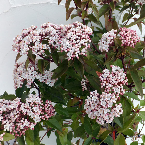 園芸ネット本店｜ビバーナム：ティヌス5号ポット* の通販【公式】