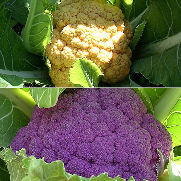 園芸ネット本店｜[送料無料]カラフルなカリフラワー（ブロッコリー）の