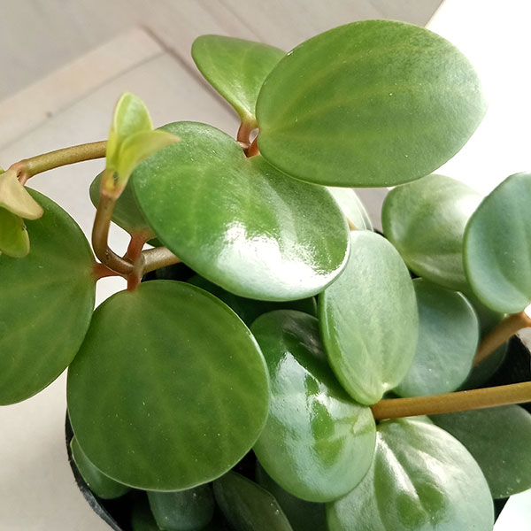 園芸ネット本店｜ぺぺロミア ：ホープ3号ポット の通販【公式】