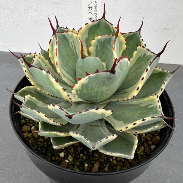 園芸ネット本店｜アガベ：吉祥冠錦（きっしょうかんにしき）5号鉢植え