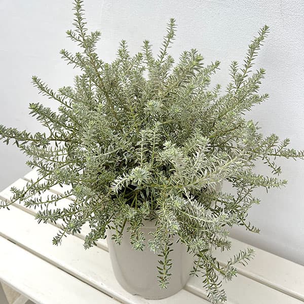 園芸ネット本店｜ウエストリンギア スモーキーホワイト8号鉢植え の