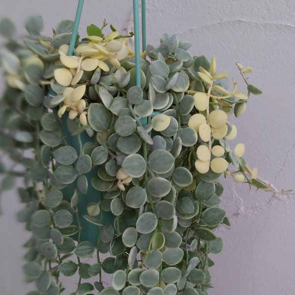 園芸ネット本店｜ディスキディア：ヌンムラリア・バリエガータ 2.5号吊