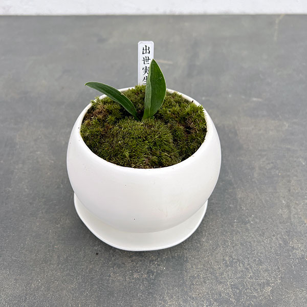 園芸ネット本店｜[ギフトに]オモト（万年青）：出世実生・鉢植え