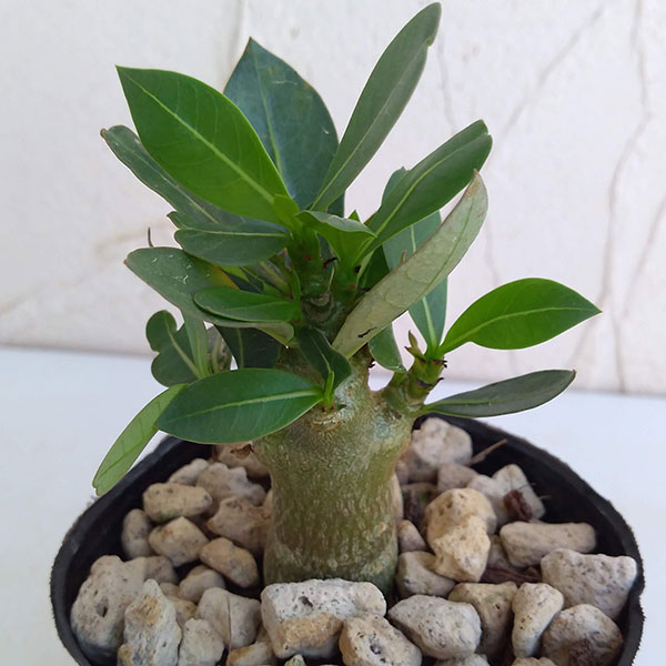 園芸ネット本店｜アデニウム：ソコトラナム（国内実生株）3.5号鉢入り