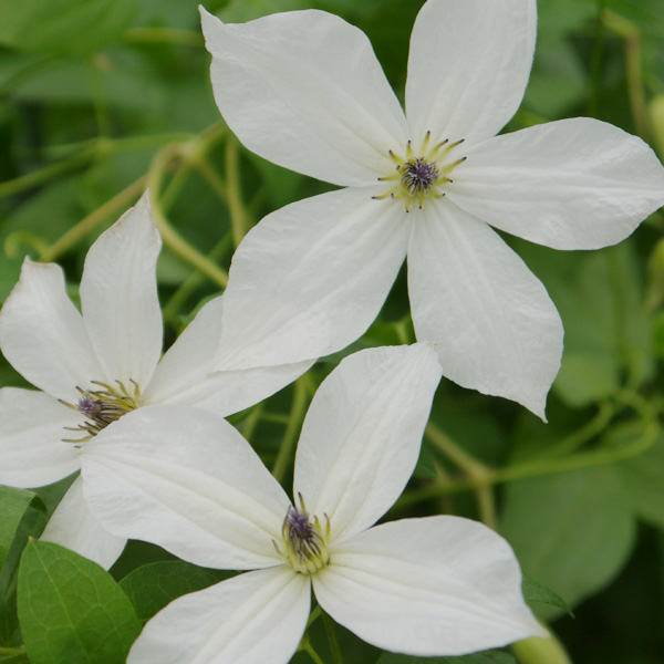 園芸ネット本店｜クレマチス：フォーエバーフレンズ4号ポットkl