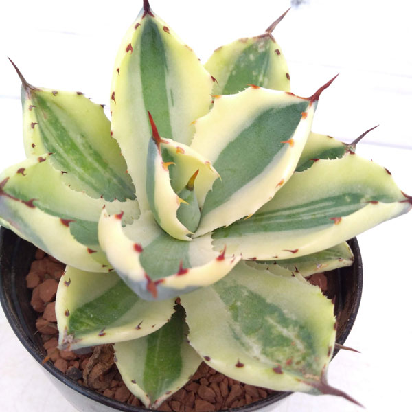 園芸ネット本店｜アガベ：スーパークラウン 3号 の通販【公式】