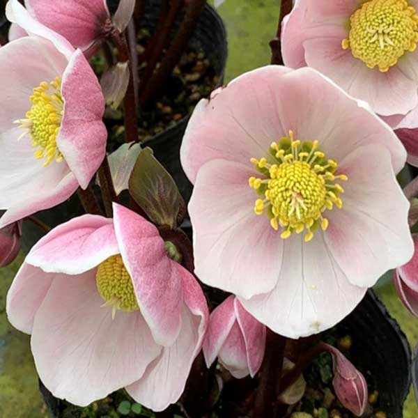 園芸ネット本店｜クリスマスローズ（原種系）：フルール ド ノエル