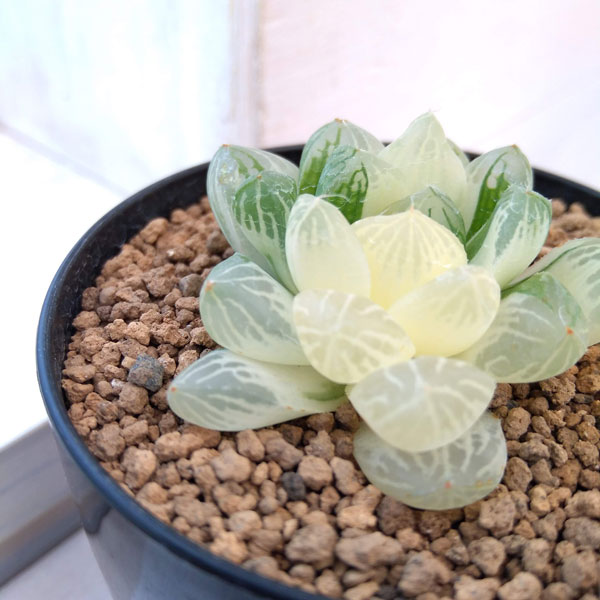 園芸ネット本店｜希少ハオルチア：オブツーサ錦（極上斑） 2.5号22-02