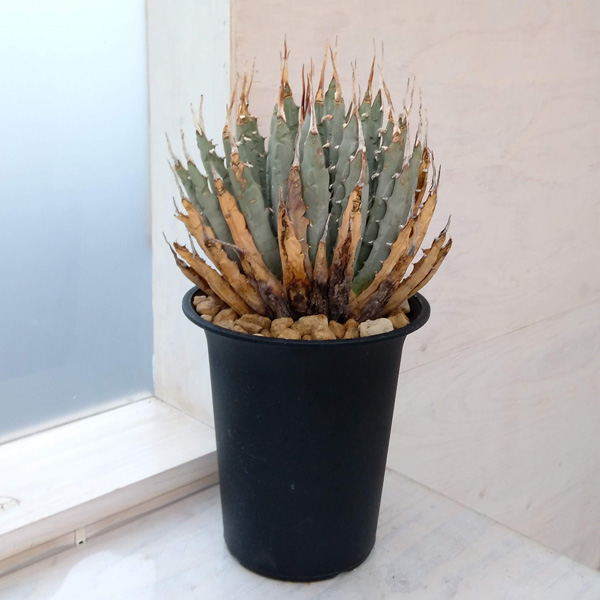 園芸ネット本店｜アガベ：ユタエンシス エボリスピナ（発根済み） 6号