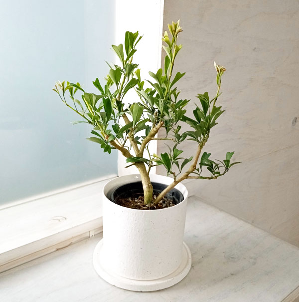 園芸ネット本店｜[ギフトに]シェフレラ：トライアンギュラリス3.5号