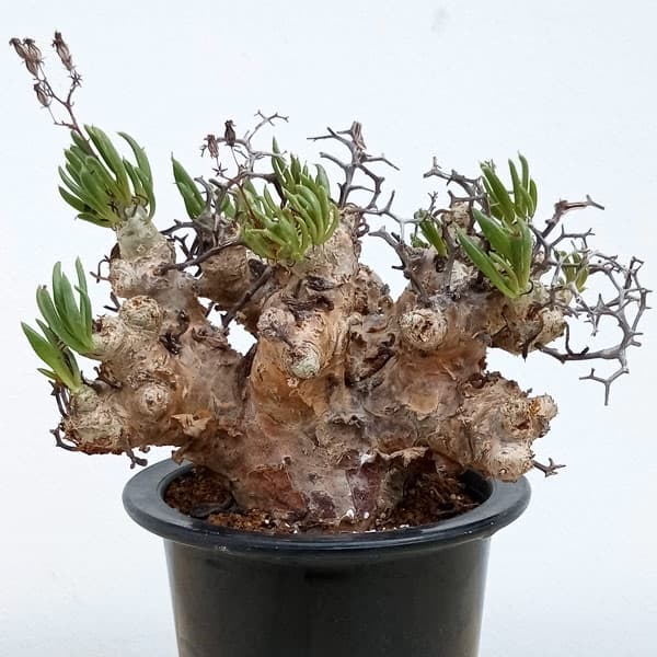 園芸ネット本店｜[ザ・ファームセレクト]チレコドン：レティキュラー