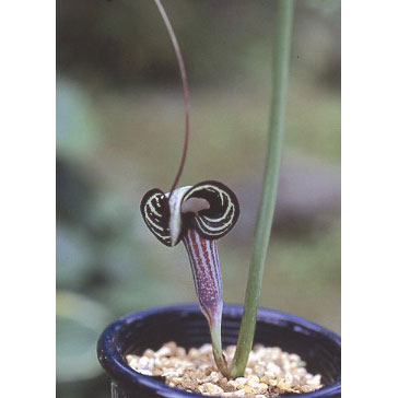 園芸ネット本店｜テンナンショウの仲間：ヒメウラシマソウ（姫浦島草